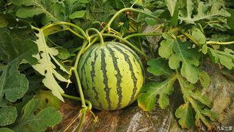 随便摘吃瓜,揭秘“随便摘吃瓜”背后的趣味与争议