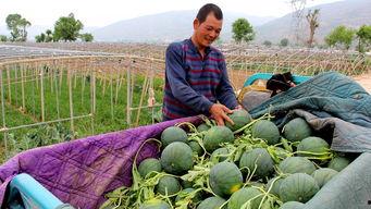 天路吃瓜,揭秘神秘天路背后的故事与真相