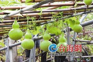 梦到吃葫芦瓜,葫芦瓜的神秘启示之旅