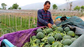 保定徐水吃瓜,夏日吃瓜盛宴，品味乡村生活韵味