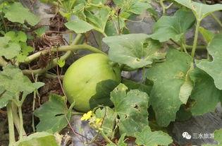 赵兮雪吃瓜,揭秘娱乐圈幕后故事