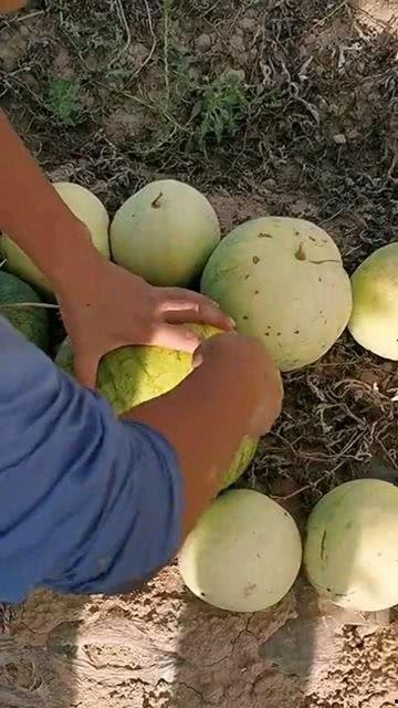 什么瓜吃籽不吃瓜,揭秘为何吃籽不吃瓜的神秘现象