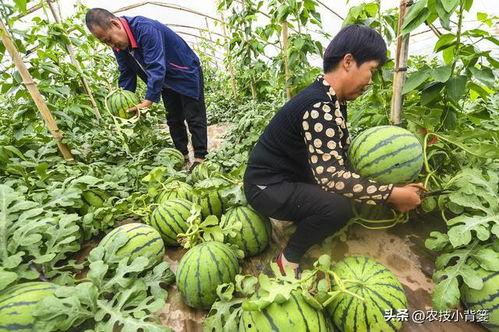 吃瓜为什么瓜根子苦,瓜根子苦的成因与防治